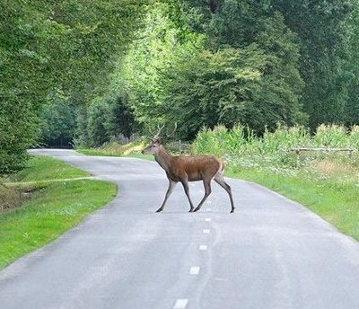 Cervo su strada - Cevus Elaphus 